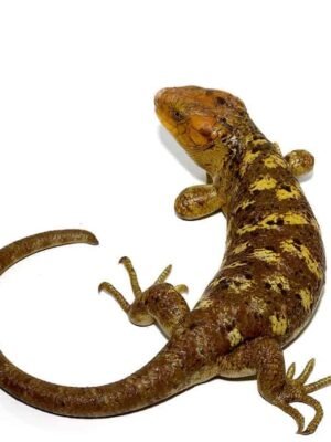Mango Phase Monkey Tail Skink For Sale