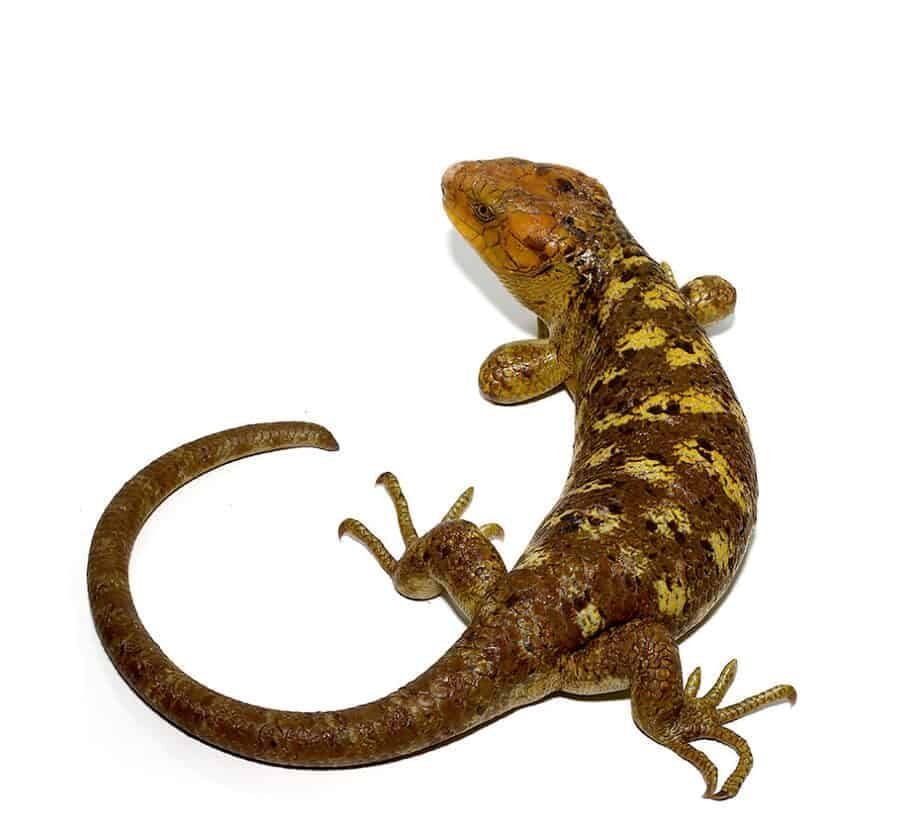 Mango Phase Monkey Tail Skink For Sale