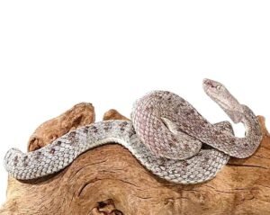 McGregor Pit Viper For Sale
