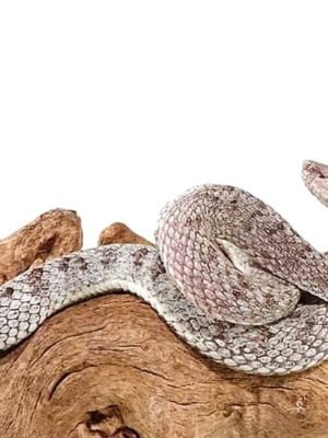 McGregor Pit Viper For Sale