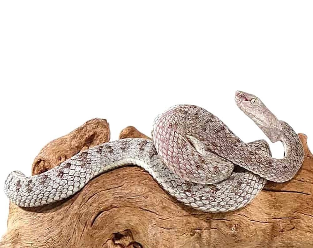 McGregor Pit Viper For Sale