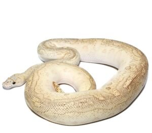 Pastel Lesser Clown Ball Python For Sale
