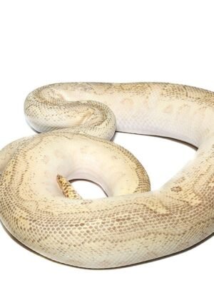 Pastel Lesser Clown Ball Python For Sale