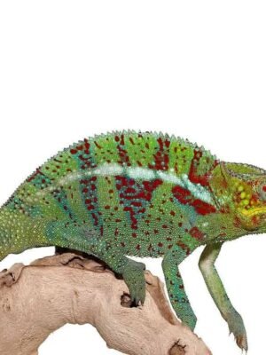 Ambanja Panther Chameleon For Sale