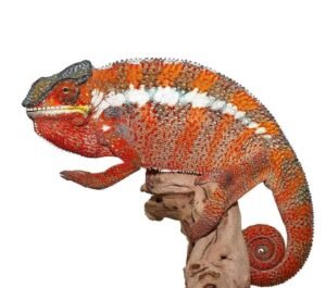 Tamatave Panther Chameleon For Sale