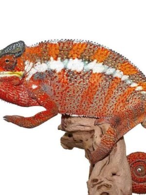 Tamatave Panther Chameleon For Sale