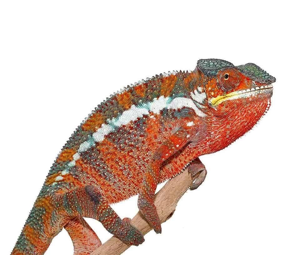Tamatave Panther Chameleon For Sale - Image 2