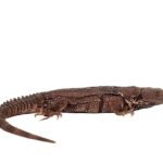 Oaxacana Spiny Tail Iguana For Sale