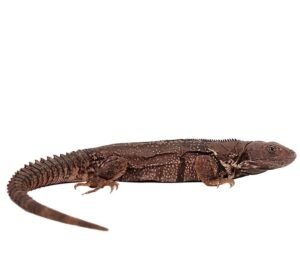 Oaxacana Spiny Tail Iguana For Sale