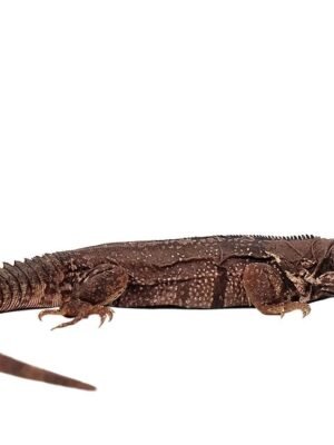 Oaxacana Spiny Tail Iguana For Sale