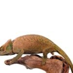 OShaughnessys Chameleon For Sale