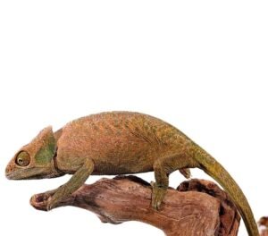 OShaughnessys Chameleon For Sale