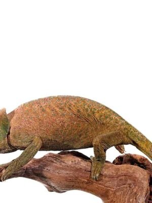 OShaughnessys Chameleon For Sale