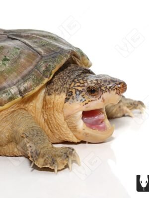 Pacific Coast Giant Musk Turtle