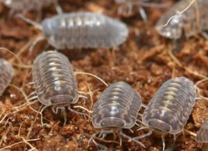 Plantin Tung Song Isopods For Sale