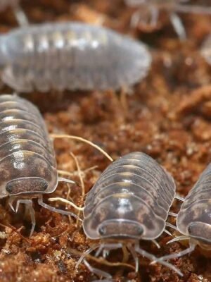 Plantin Tung Song Isopods For Sale