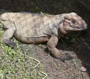 Adult Male Rhino Iguana For sale