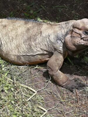 Adult Male Rhino Iguana For sale