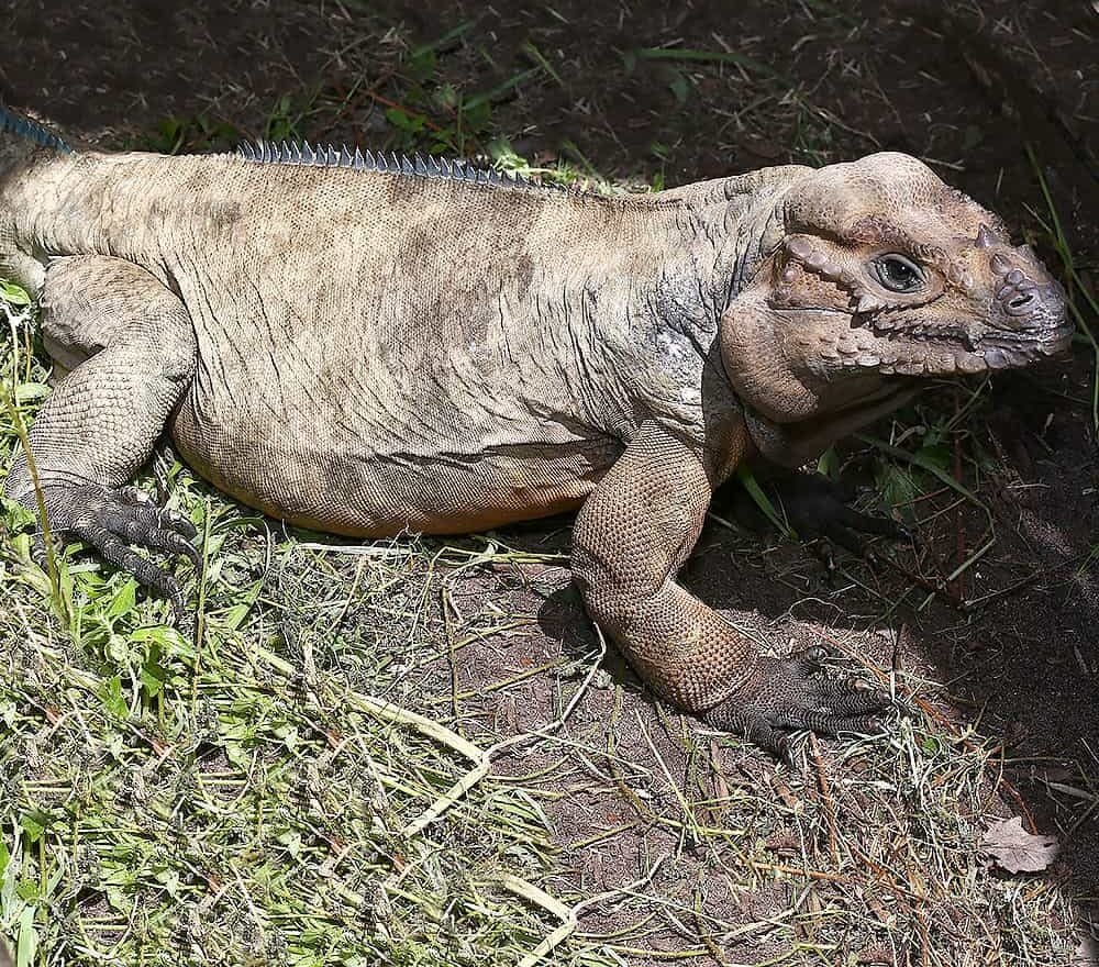 Adult Male Rhino Iguana For sale