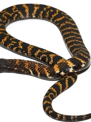 Rinkhals Spitting Cobra For Sale