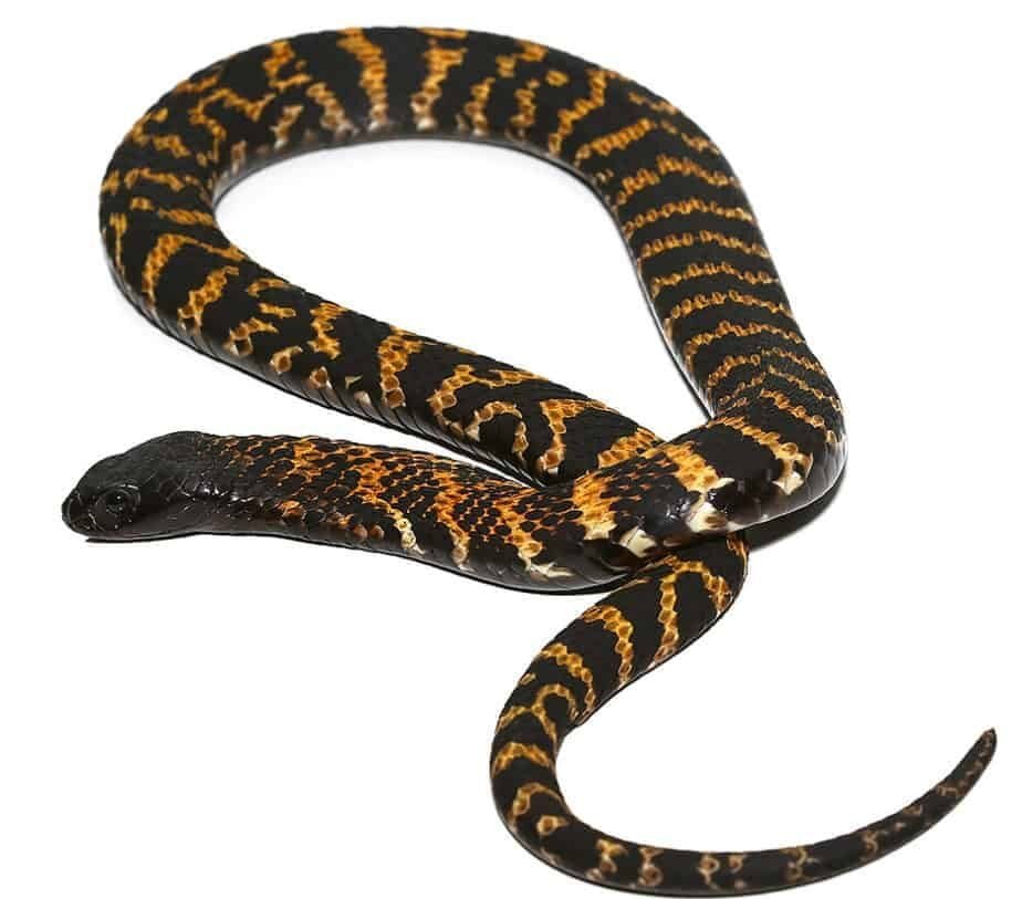 Rinkhals Spitting Cobra For Sale