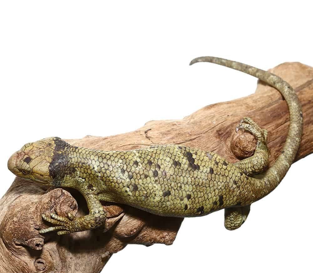 Keylime Monkey Tail Skink For Sale - Image 2
