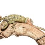 Keylime Monkey Tail Skink For Sale
