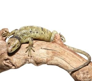 Keylime Monkey Tail Skink For Sale