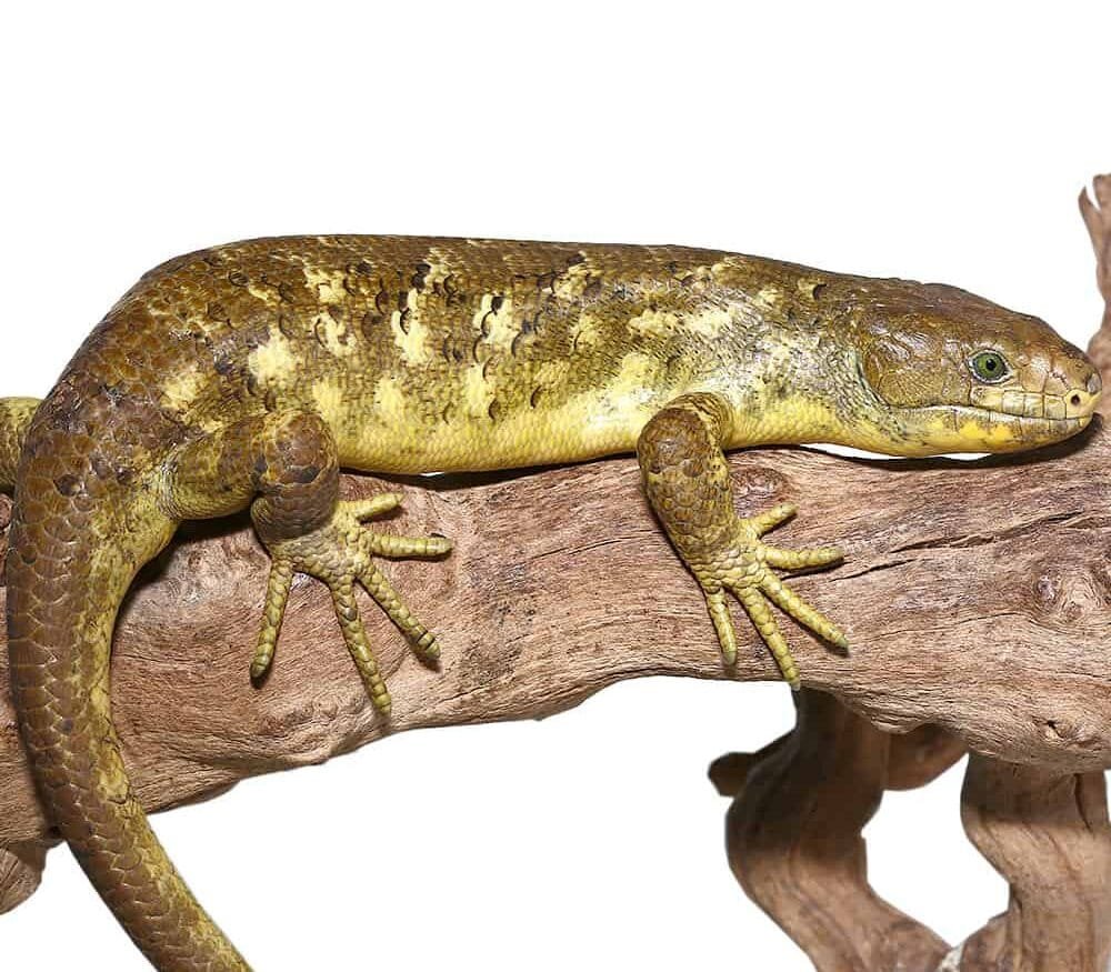 Banana Monkey Tail Skink For Sale - Image 2