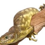 Banana Monkey Tail Skink For Sale