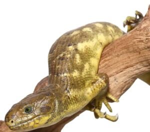 Banana Monkey Tail Skink For Sale