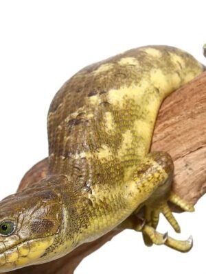 Banana Monkey Tail Skink For Sale