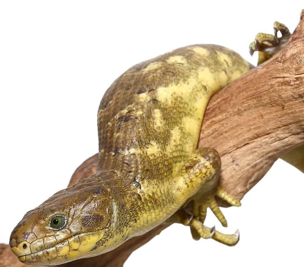 Banana Monkey Tail Skink For Sale