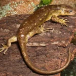 “Special” Sub Adult Monkey Tail Skink For Sale | 2026