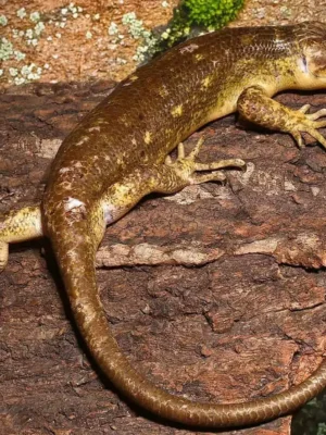 “Special” Sub Adult Monkey Tail Skink For Sale | 2026