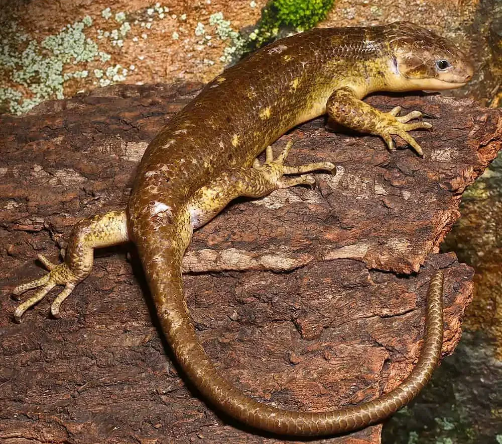“Special” Sub Adult Monkey Tail Skink For Sale | 2026