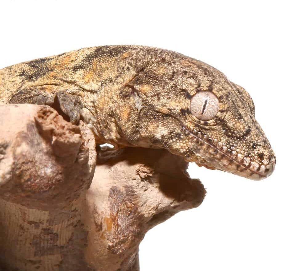 Super Pink Nu Ana Leachianus Gecko - Image 2