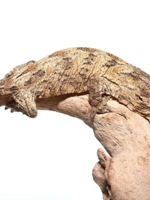 Super Pink Nu Ana Leachianus Gecko