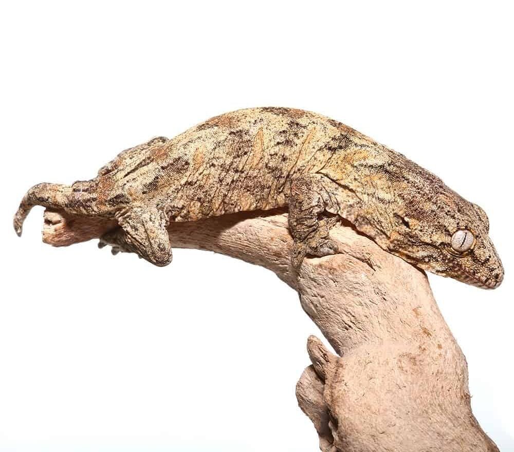 Super Pink Nu Ana Leachianus Gecko