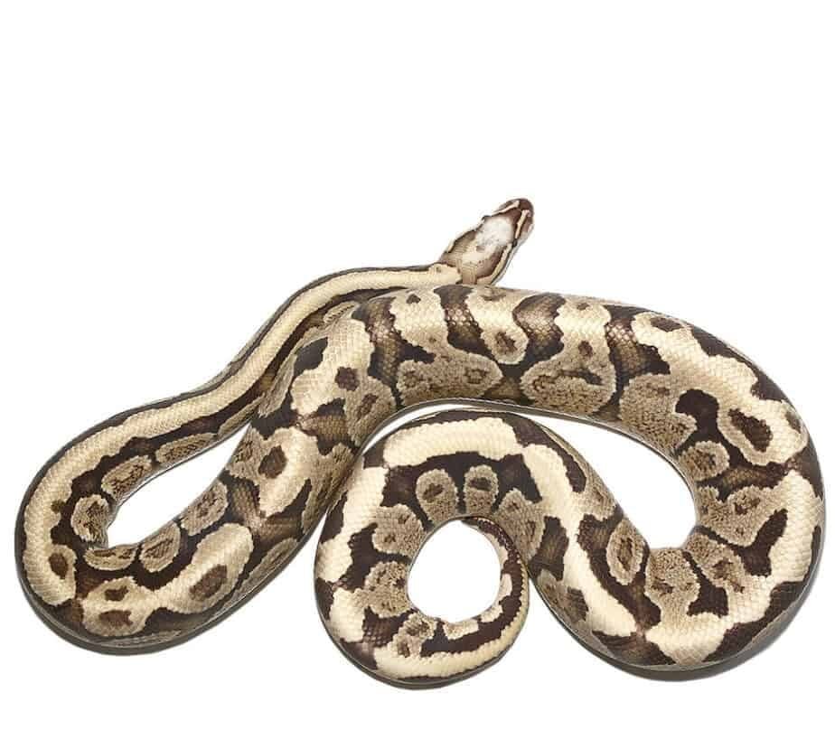 Super Vanilla Ball Python - Image 2
