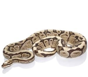 Super Vanilla Ball Python