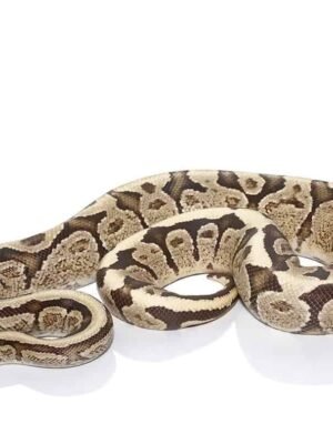 Super Vanilla Ball Python