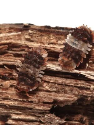 Thai Spikey Isopod For Sale
