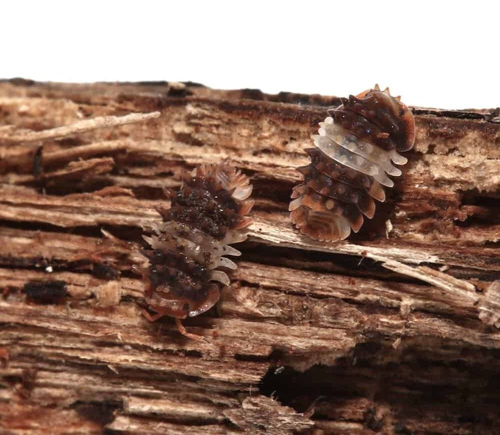 Thai Spikey Isopod For Sale