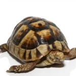 Tunisian Greek Tortoise Trio For Sale