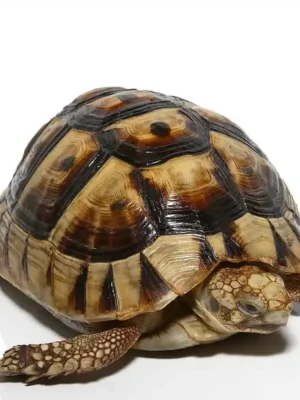 Tunisian Greek Tortoise Trio For Sale