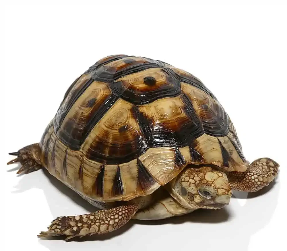 Tunisian Greek Tortoise Trio For Sale