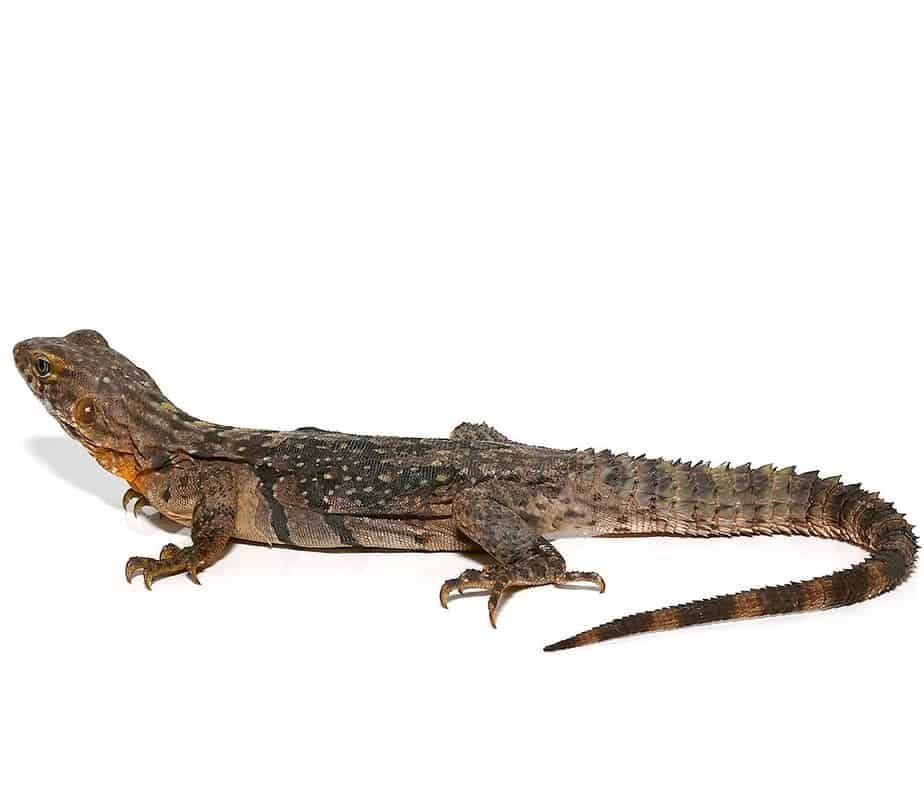 Yellow Back Spiny Tail Iguana For Sale - Image 2