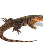 Yellow Back Spiny Tail Iguana For Sale