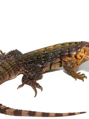 Yellow Back Spiny Tail Iguana For Sale